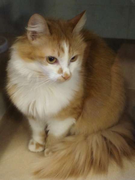 Солнечная кошка Милочка в Москве фото 23