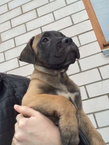 Щенки Бульмастифа в Москве фото 3