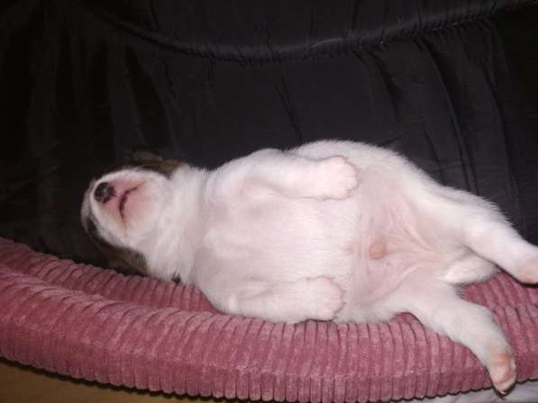 Продажа щенков в Севастополе фото 9