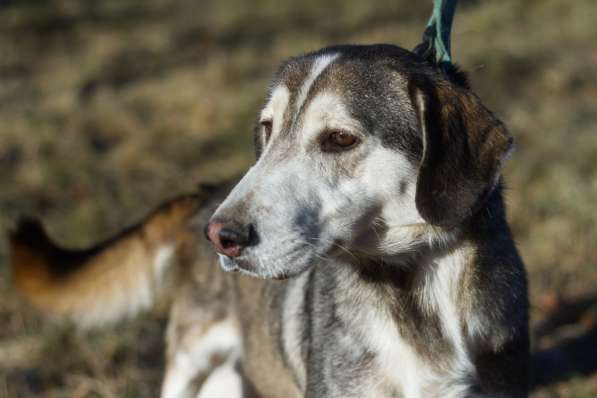 Собаке очень нужен дом в Нижнем Новгороде фото 6