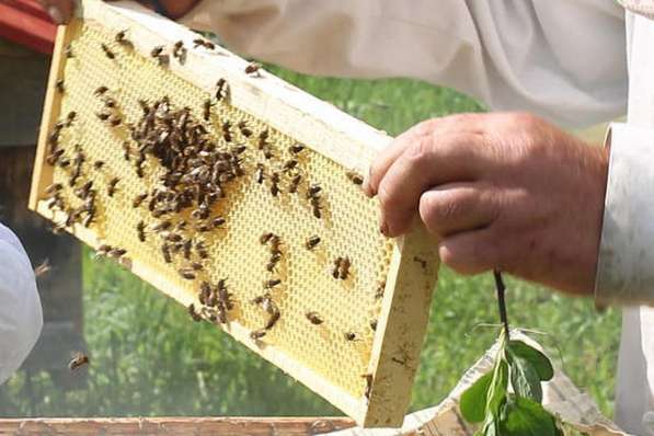 20 пчелосемей в Барнауле фото 4