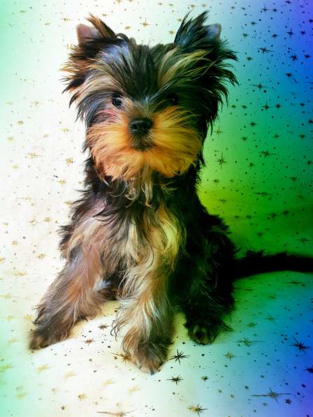 ЙОРКШИРЕНОК РКФ ОТ ЧЕМПИОНОВ в Москве фото 3