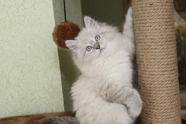 Hypoallergenic Kittens for Sale from Russia