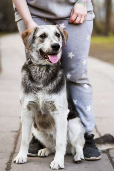 Мягкая Лея - собака с удивительной шерсткой в Санкт-Петербурге фото 5