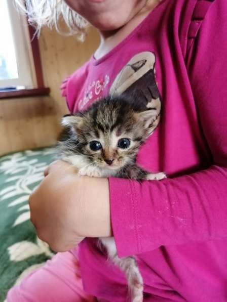 Котята в добрые руки в Москве фото 3