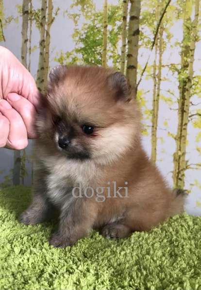 Щенки шпица. Девочка мини померанский шпиц в Москве фото 7