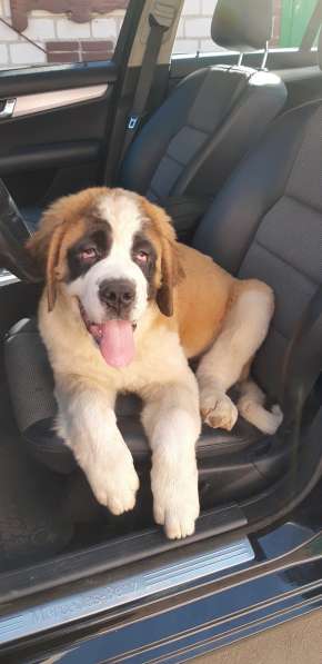 Щенки сенбернара в фото 60