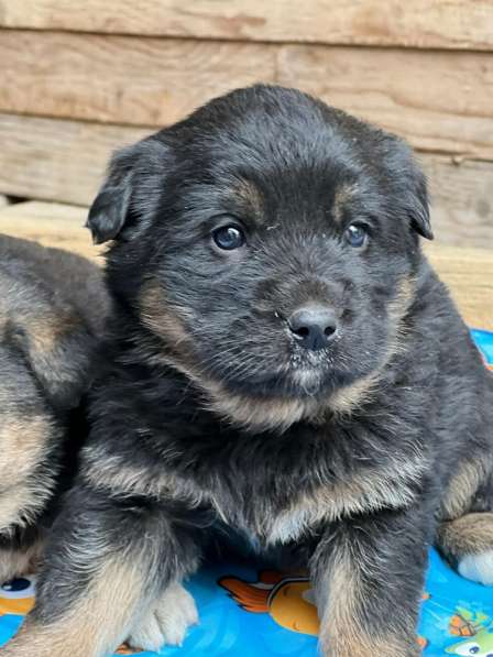 Прекрасная Алиса ищет дом! в Москве фото 12