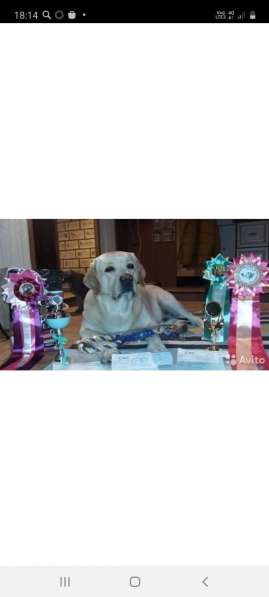 Щенки лабрадора в Казани фото 4
