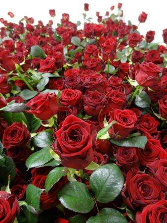 Розы со скидкой 20% только в июне в салонах «Оранж» в Тамбове