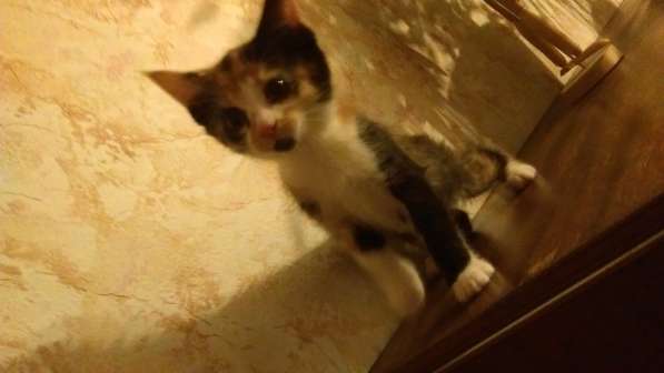 Котенок девочка ищет дом!!! в Москве фото 4
