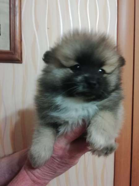 Шпиц девочка в Москве