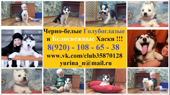 Черно-белые голубоглазые щеночки хаски