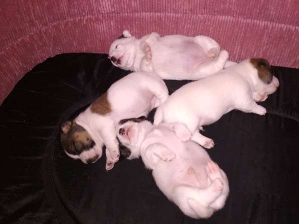 Продажа щенков в Севастополе фото 11