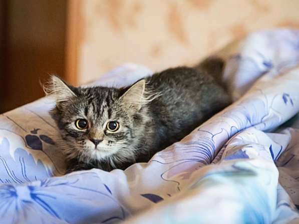 Полосатое очарование, игривая озорная девочка-котенок Монька в Москве фото 3
