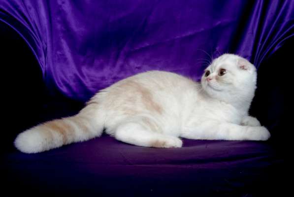Клубный шотландский котенок с родословной и прививками из пи в фото 5