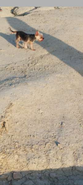 Пропала собака йоркширский Терьер