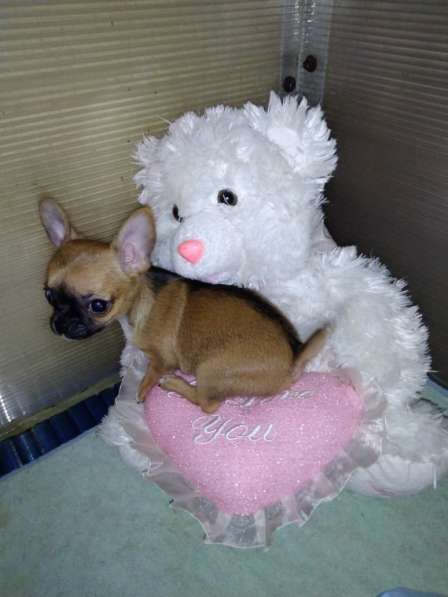 Милые щенки Чихуахуа 2 месяца в Железнодорожном фото 10