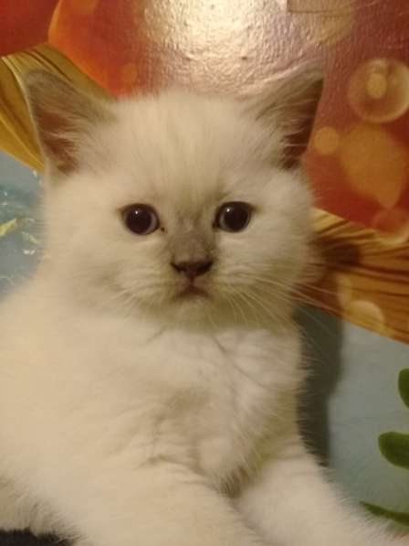 Шотландские котята в Санкт-Петербурге фото 25