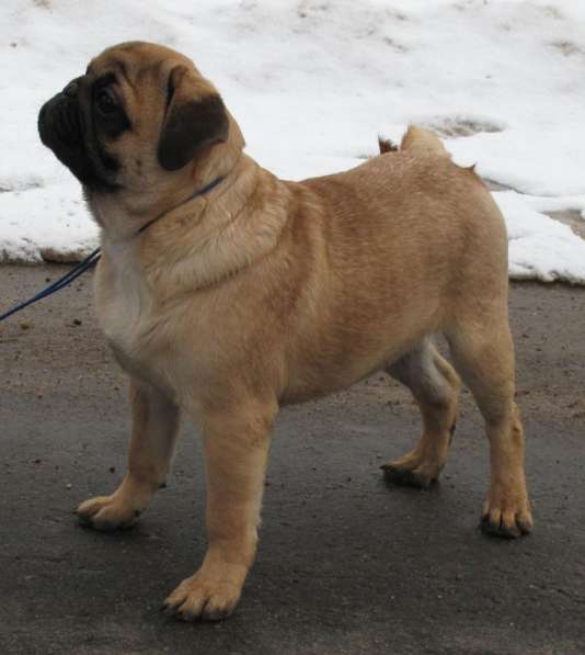 Мопс абрикосовый мальчик в фото 4