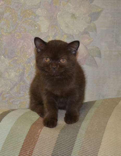 котенка шоколадного