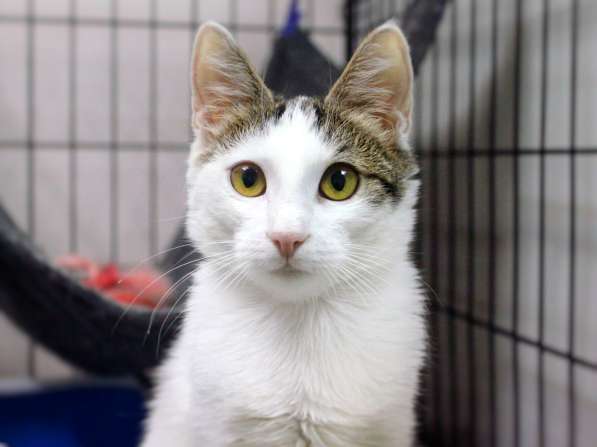 Кошечка Гайка: с правом на надежду в Москве фото 3