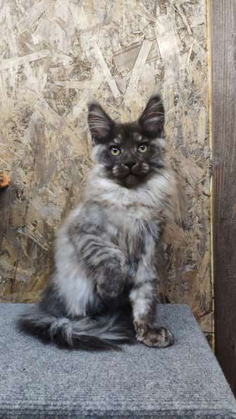 Девочка Мейн Кун в Ставрополе фото 5