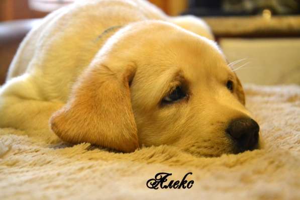 Щенки лабрадора из питомника в Белгороде фото 19