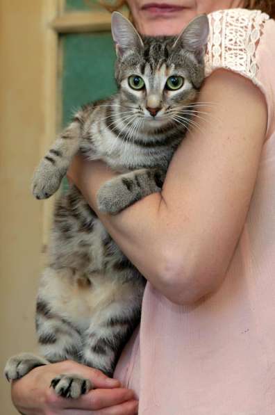 Ручная кошечка ищет дом в Санкт-Петербурге фото 11