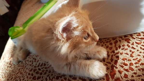 Продаётся красная девочка мейн-кун в Санкт-Петербурге фото 63