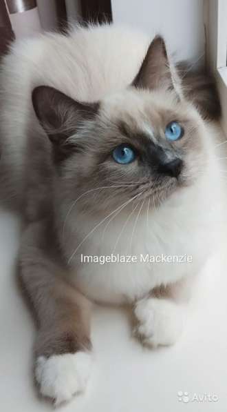 Невский маскарадный мальчик