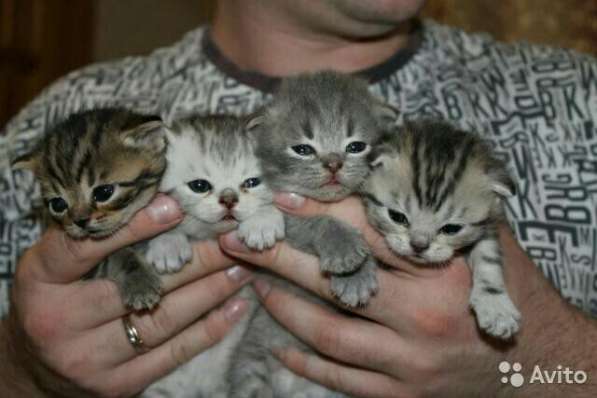 Коты на вязку котята-вислоухие и прямоухие в Костроме фото 10