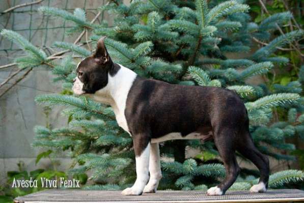 Бостон терьер - щенки от Чемпионов в Санкт-Петербурге фото 9