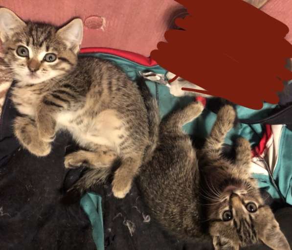 Котята ищут новых любящих хозяев в Железногорске фото 10