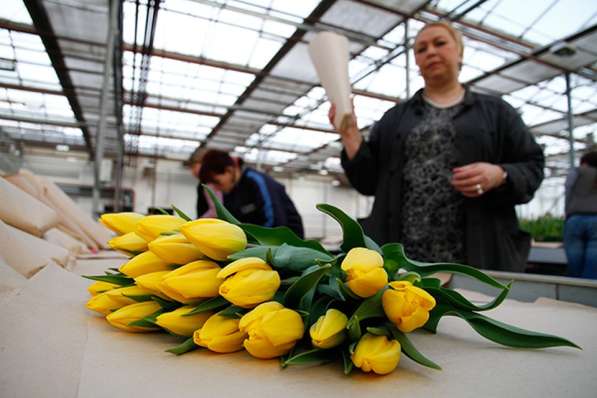 Комплектовка тюльпанов вахта Москва