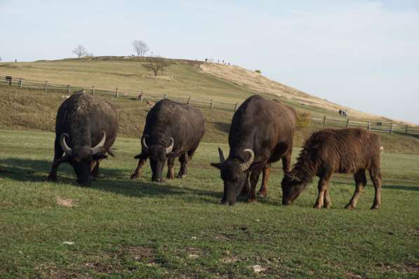 Предлагаем к продаже молодняк и взрослых буйволов в Липецке фото 3
