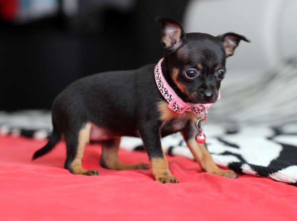 Щенки Русский Той в Иркутске фото 12