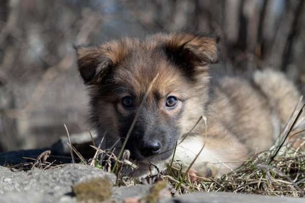 Щенок в добрые руки Алик в Санкт-Петербурге фото 6