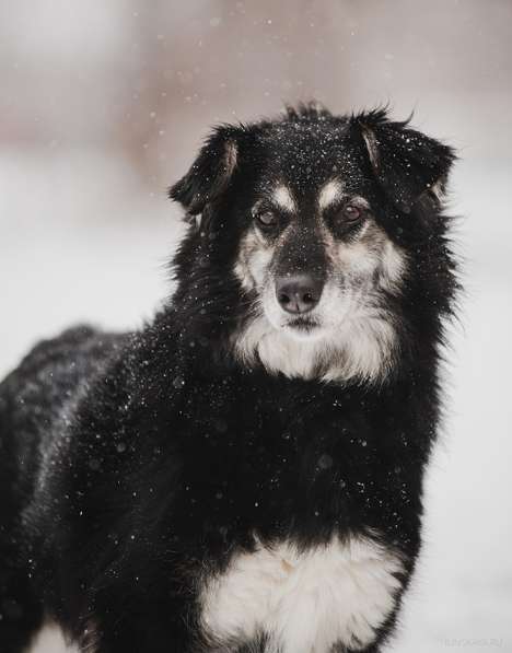 Пушистая весёлая Дакота ищет семью в Москве фото 32