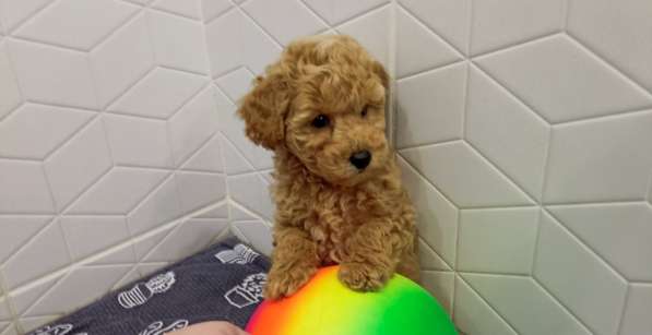 Toy poodle. Cappuccino. Boy в фото 3