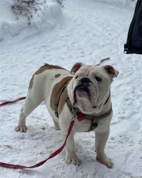 Английский бульдог Бароша ищет семью в Москве фото 3