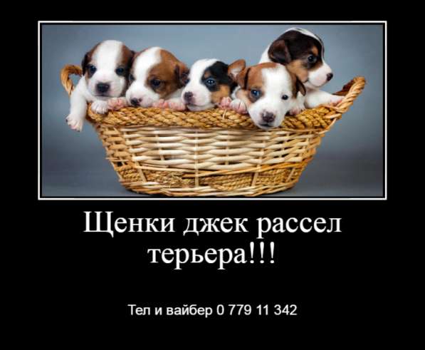 Щенки джек рассел терьера! в фото 10