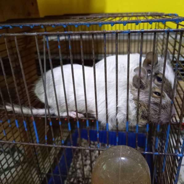 Продаю пару чилийских белок в Чебоксарах фото 4