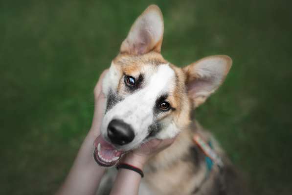 Молодой, активный красавец Пряник ищет дом! в Москве фото 16