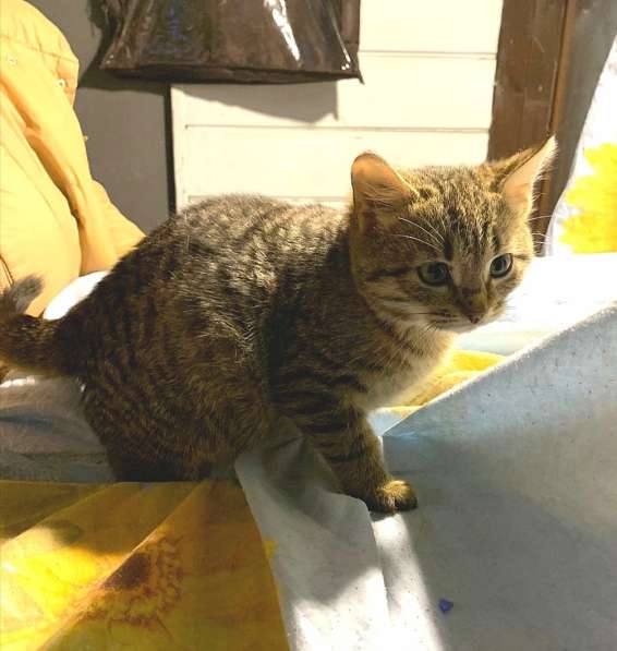 Хорошенькие котятки-шарики ищут дом в Санкт-Петербурге фото 13