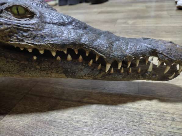 Чучело Крокодила в фото 7