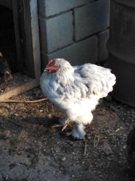 Павловские золотые и кохинхины в Зарайске фото 22