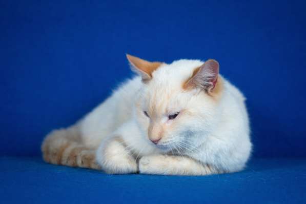 Красивый и добрый голубоглазый кот Рич в Москве