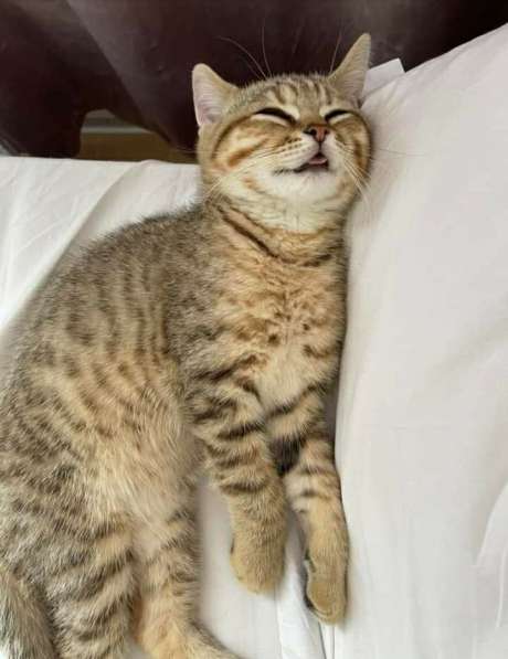 Британские котята в фото 4