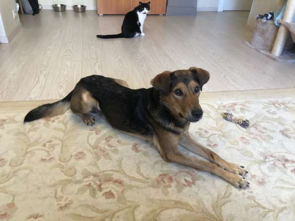 Собака-улыбака Тимур ищет дом в Москве фото 5